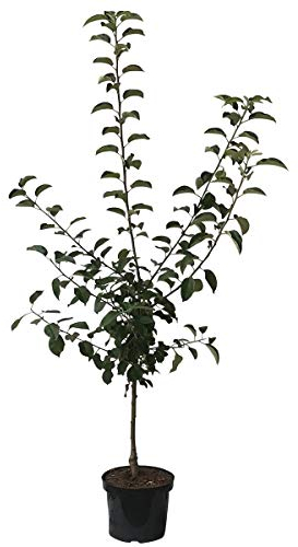 Apfelbaum Roter Boskoop Winterapfel Backapfel Buschbaum 110-140 cm im 7,5 Liter Topf Unterlage M9