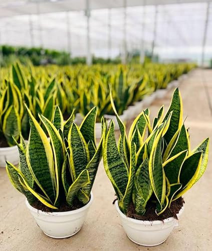 POWERS TO FLOWERS - SANSEVERIA LAURENTII IN CIOTOLA 25CM DIAMETRO, 2 PIANTE, piante Vere