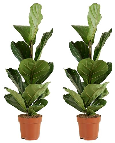 Bloomique - Lot de 2 - Ficus Lyrata - Plante à feuilles de violon - Plantes d'intérieur - Purifiant l'air - Facile d'entretien - 80-100 cm de haut - Pot 21 cm
