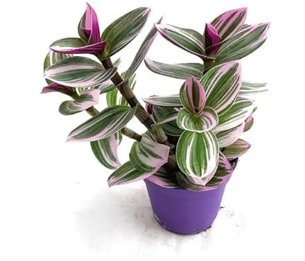 DECOALIVE Planta de Exterior Rastrera Natural Tradescantia Nanouk