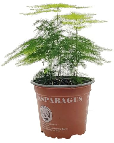 Fangblatt - Asparagus setaceus Plumosus - immergrüne Zimmerpflanze im Ø 12 cm Topf - urzeitlicher Zierspargel
