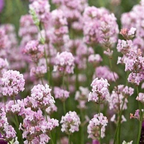 50 x Rosa Lavendel Pflanzen – Winterharte duftende Stauden im 9x9 cm Topf 5-10 cm hoch - Lavandula angustifolia Rosea für Garten & Balkon
