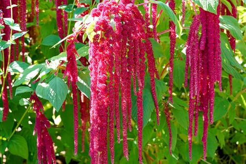 12 Arten - Garten-Fuchsschwanz Regenbogen Mischung – Amarant – 500 Samen | 12 Arten gemischt in einem Beutel | Amaranth