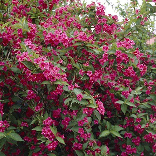 Weigela 'Bristol Ruby' Deciduous Hardy Compact Garden Shrub Plant | 9cm Pot