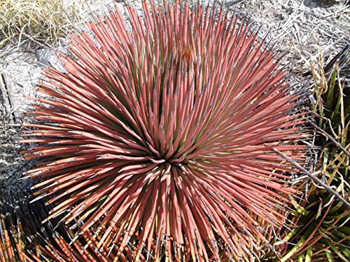 10 RICCIO ROSSO Agave stricta Rubra Lila Kugel-Blume Sukkulente Kaktus Samen