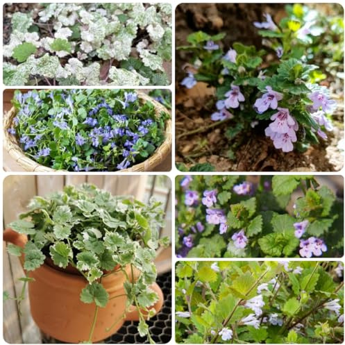 Edera terrestre per giardinieri: semi di semi estivi resistenti serre balcone 500semi