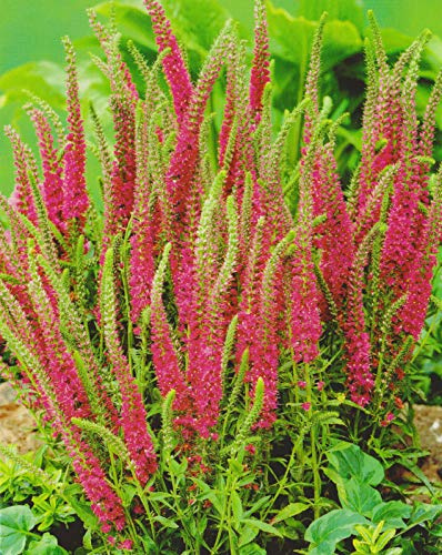 Veronica longifolia Pink Ehrenpreis 1 Wurzelstück Winterhart Staude