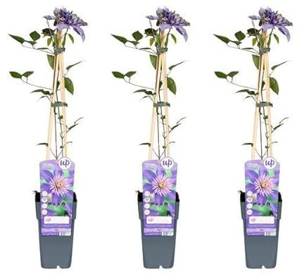 3 x – Klematis Multi blå – 65 cm – Ø15