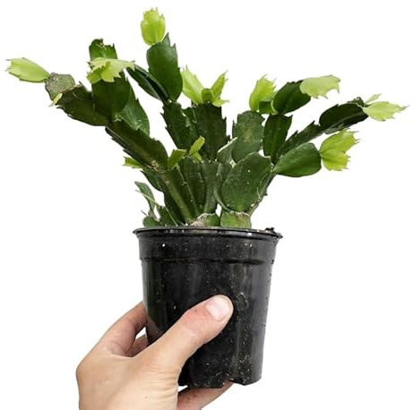 Cactus de Navidad en Maceta Planta Viva con Flores Coloridas y Duraderas