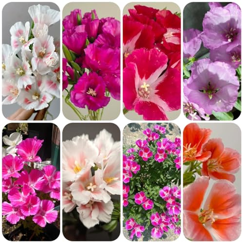 semi di azalea estiva di recisi azalea estiva resistenti per luoghi soleggiati perenne resistente tappezzante da giardino, 500pcs