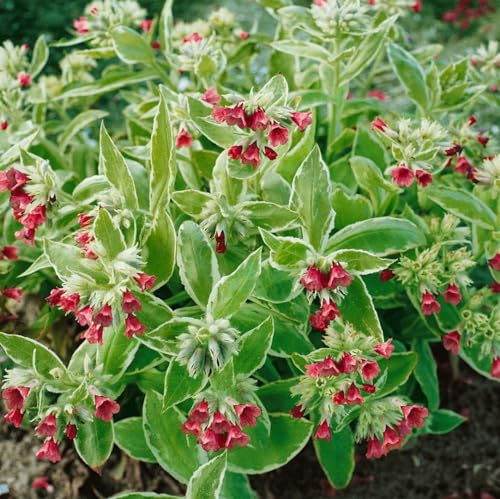 Pulmonaria rubra 9x9 cm Topf – Winterhart, Mehrjährig, Pflegeleicht – Rotes Lungenkraut – Staude für Schattenbeet & Bodendecker