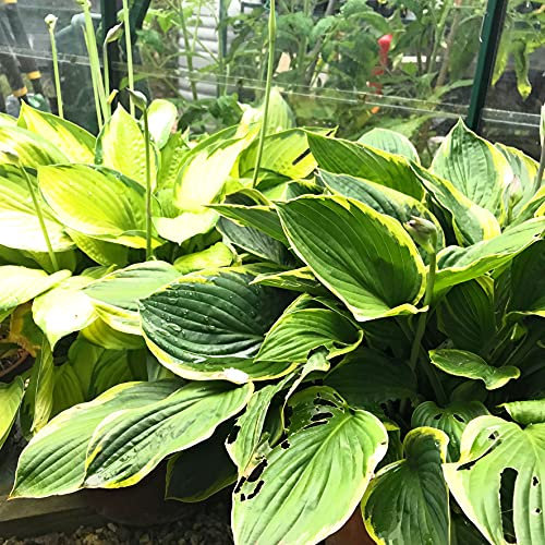 5 x Mixed Hostas (Established Plants in 12cm Dia Pots) Free UK Postage