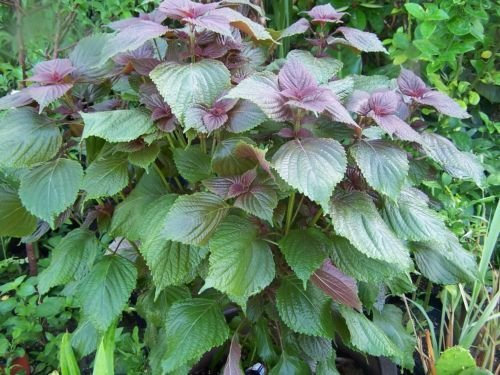 1 Bustina (1000+ Semi) - Menta - Coreano Perilla - TIA - Shiso - Semi