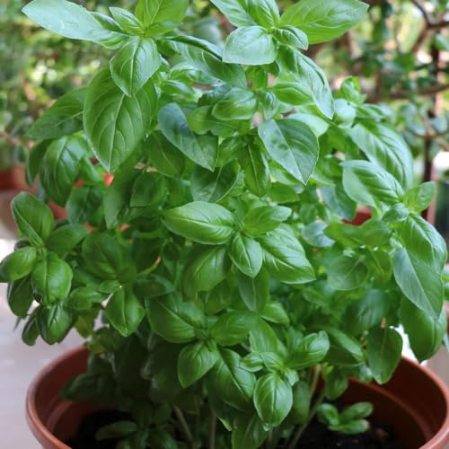 basilikumsamen balkonpflanzen balkon deko kräutergarten küche gemüsesamen alte sorten kräutersamen gemüsepflanzen steingartenpflanzen heilkräuter wintergemüse basil wildkräuter 300samen