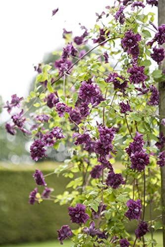 Clematis viticella 'Purpurea Plena Elegans' 60–100 cm – Winterhart, Mehrjährig, Pflegeleicht – Waldrebe – Kletterpflanze für Pergola & Rankhilfe