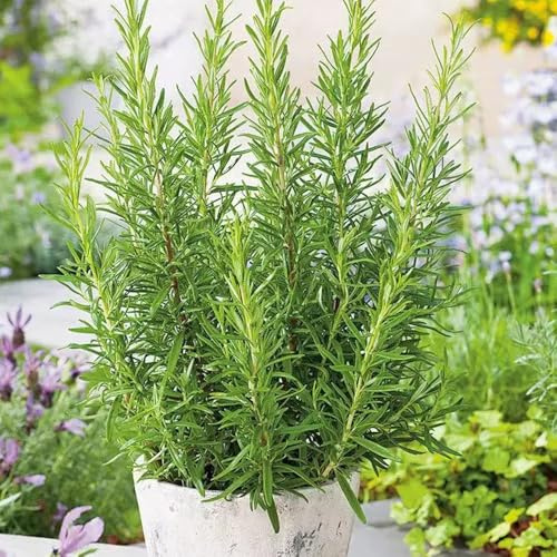 semi di rosmarino d'appartamento rare rosmarino invernali, aromatiche aromatiche invernali semi di per balcone medicinali esotiche da 250semi