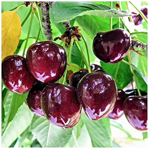 'Sunburst' Cherry Tree 4-5ft Self-Fertile with Big Dark Cherries Ready to Fruit 3fatpigs®