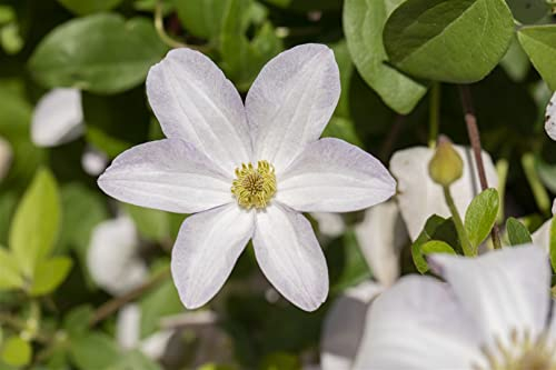 Clematis viticella 'Huldine' 60–100 cm – Winterhart, Mehrjährig, Pflegeleicht – Italienische Waldrebe – Kletterpflanze für Pergola & Rankhilfe