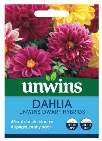 2 Pack Dahlia (Dwarf Hybrids) Garden Flower Seeds Grow Your Own Colourful Flowers, Attract Butterflies & Bees