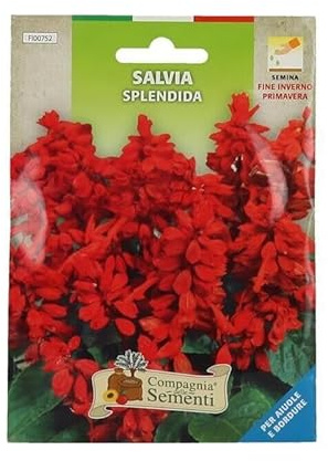 Semi Salvia spendida sementi professionali pianta ornamentale ideale per bordature giardini