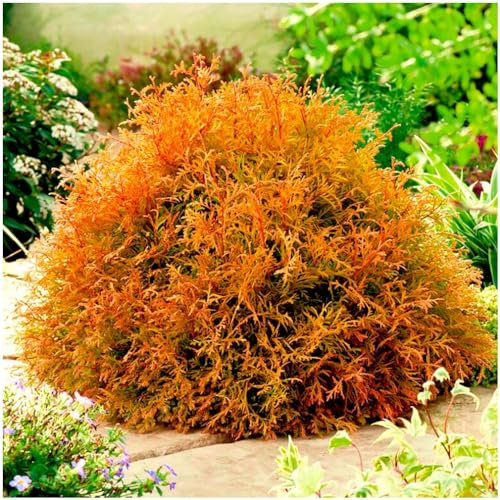 GrowOn Shrubs [x3] Dwarf Conifer Thuja Occidentalis 'Rheingold' | Multi-Pack | Evergreen Shrubs | Outdoor Garden Ready Plants