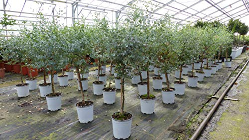 gruenwaren jakubik Eucalyptus Gunni Stamm Eukalyptusbaum, 70-90 cm, Pflanze winterhart