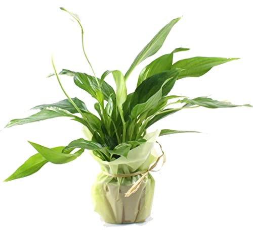 Lirio de la Paz DECOALIVE Spathiphyllum con Decoración Planta para Regalar