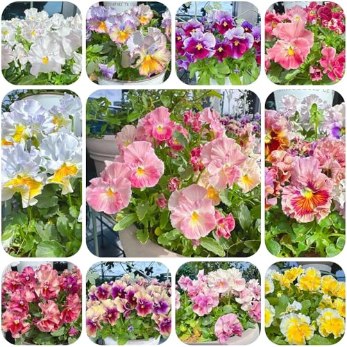 semi resistenti di viola corno, giardino Viola cornuta, resistenti da balcone primaverili farfalle to regali per giardinieri rare 250pcs