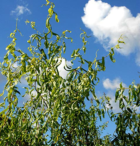 Korkenzieherweide 125-150cm - Salix matsudana - lebende Gartenpflanze aus den Baumschulen