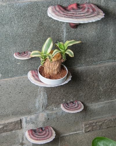 Wiosi Reishi-Pilz-Schweberegale mit Truthahnschwanz, zum Dekorieren der Wand, Regale für Zimmerwand, perfekte schwebende Regale für Raumdekoration, Leoparden-Gecko-Tankzubehör, 5-teilig