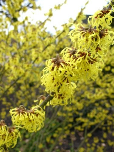gelbblühende Zaubernuss Hamamelis intermedia Westerstede 60-80 cm hoch im 5 Liter Pflanzcontainer