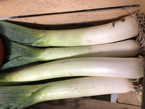 Sachet de graines de Poireau monstrueux de Carentan - Sachet de 4 grammes - Graines de style