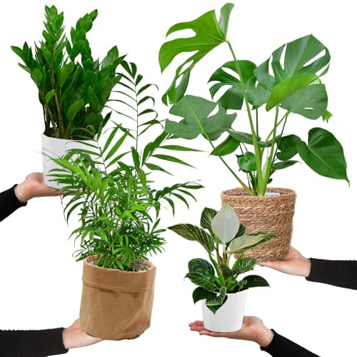 Green Me Up 4er Zimmerpflanzen Set mit Übertöpfen – Bergpalme, Monstera, Philodendron Birkin, Glücksfeder – pflegeleicht, luftreinigend – Höhe 20–70 cm, Töpfe 10,5–17 cm – frisch aus der Gärtnerei