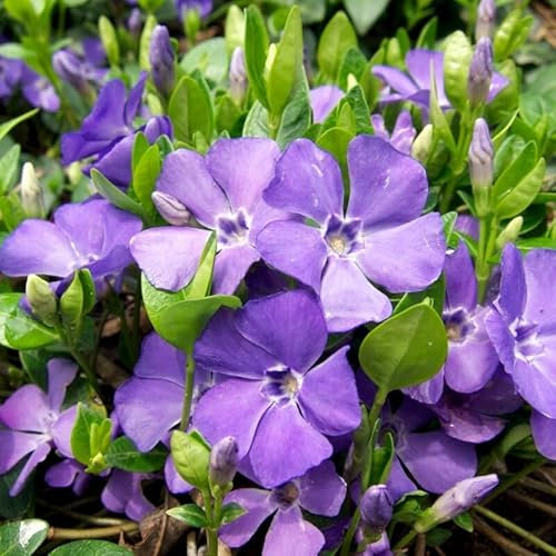 25 x Vinca minor - Kleines Immergrün in 9x9cm Topf - Bodendecker (2,25 pro Stück)