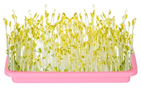 Bandeja de vivero para plantas, bandeja de cultivo sin tierra para germinación de plántulas, bandeja de propagación de cultivo sin tierra para cultivo de brotes de frijol