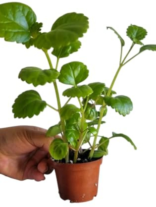 Planta Natural de la Abundancia Hoja Verde y Redondeada | Estilo Clásico para el Hogar |Planta del Dinero