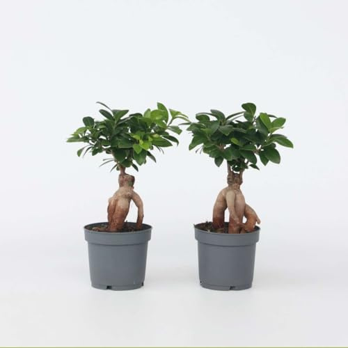 Ficus Ginseng - Japanischer Bonsai - Satz von 2-30-40cm - Ø12cm - Zimmerpflanze - Immergrün - Multideal