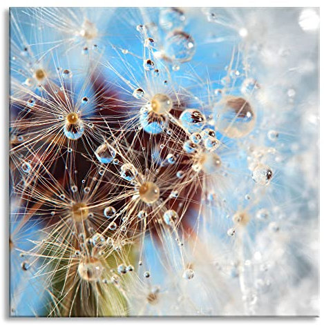 Pixxprint Glasbild, Wandbild auf Echtglas, Tropfen an Pusteblume abstrakt, 40x40 cm, inkl. Aufhängung und Abstandshalter