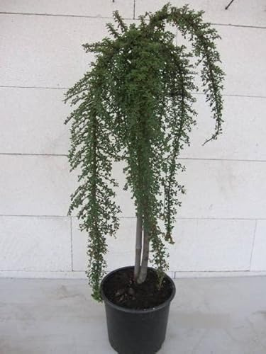 Zwergmispel Mirelle - Cotoneaster congestus Mirelle - Hochstamm