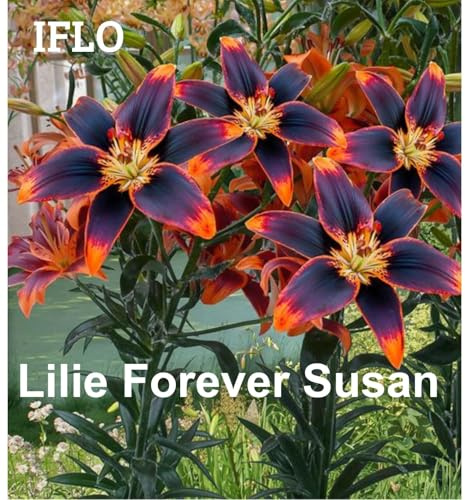 IFLO® Lilienzwiebeln Mix Forever Susan Baumlilien winterharte Blumenzwiebeln mehrjährig duftend für Garten & Balkon 5 Zwiebeln in Geschenkverpackung