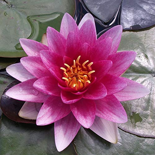 Nymphaea - Lirio de agua rojo