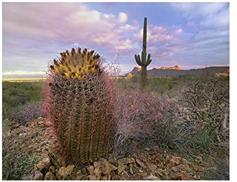 Artworks Italia Cactus Saguaro y Barril Gigante, Parque Nacional Saguaro, Arizona, Arte en papel, 26 x 20 pulgadas