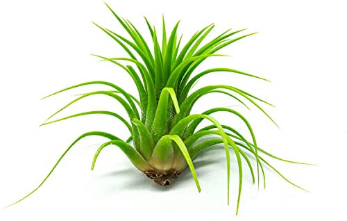 DECOALIVE Clavel del Aire Verde Planta Natural de Interior y Exterior, 8435712002448