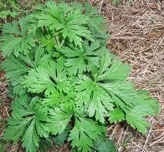 Nueva 50 pcs Semillas Aromáticas Blumea