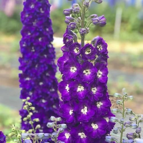 Semillas resistentes de la delphinium aromáticas, jardín de rocas resistentes de delphinium para lugares soleados, para bancales 200pcs