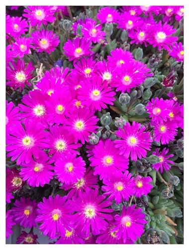 Stauden Gänge 10 x Delosperma cultorum 'Jewel of Desert Opal' winterhart | Winterharter Bodendecker für Sonne, Blüte April bis Oktober, mehrjährig, 9x9 cm Topf