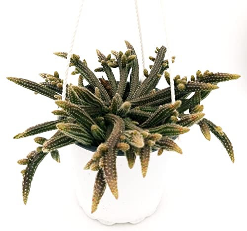 POWERS TO FLOWERS - RHIPSALIS HORRIDA BASKET, pianta vera