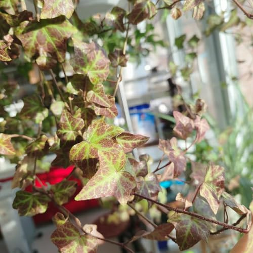 semillas de hiedra - Ivy Vines - Las de jardín son perennes resistentes, balcón, exóticas, Las balcón son perennes resistentes, 300pcs