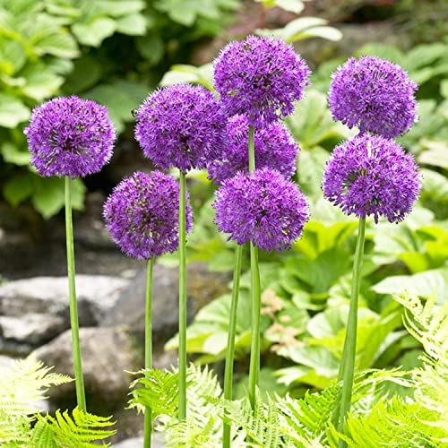 Bulbi Fiori Perenni da Esterno - 5 Allium Bulbi Giganteum Purple Sensation - Piante e Fiori Esclusivi dall'Olanda - Profumati - per giardino, vasi e balcone (non semi, non artificiali)