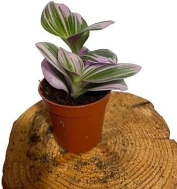 Tradescantia Fluminensis Albiflora Flor Natural con Hojas Rosadas